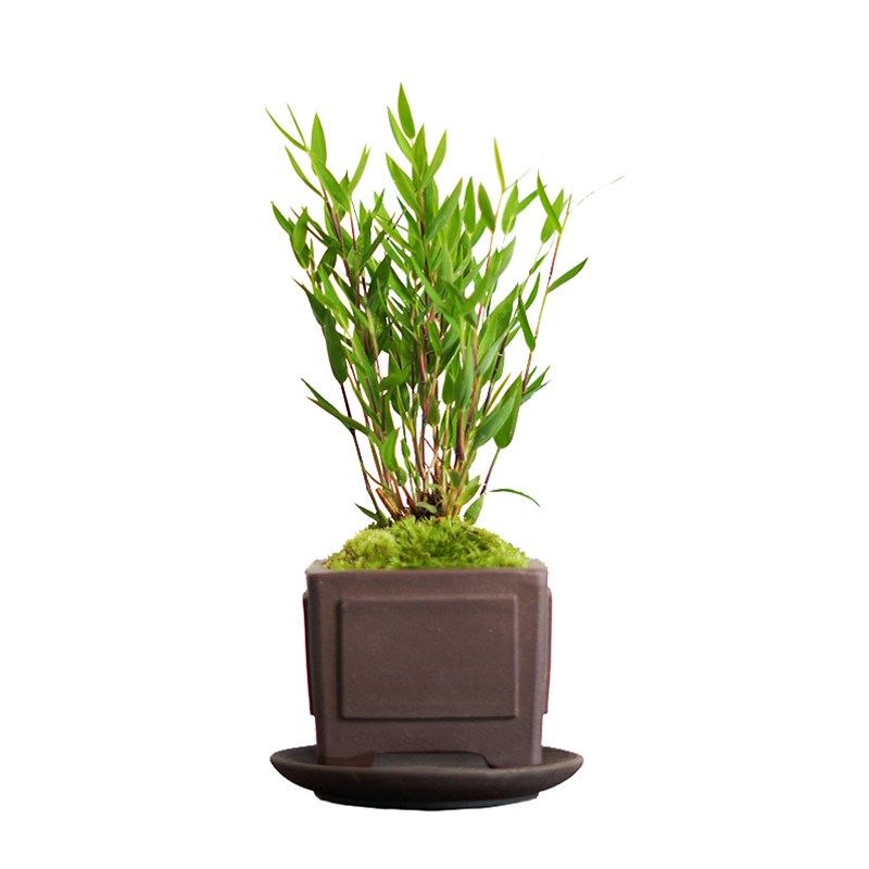 斑竹竹虎翠竹澳洲轴力竹姬木贼绿植盆栽植物绿植