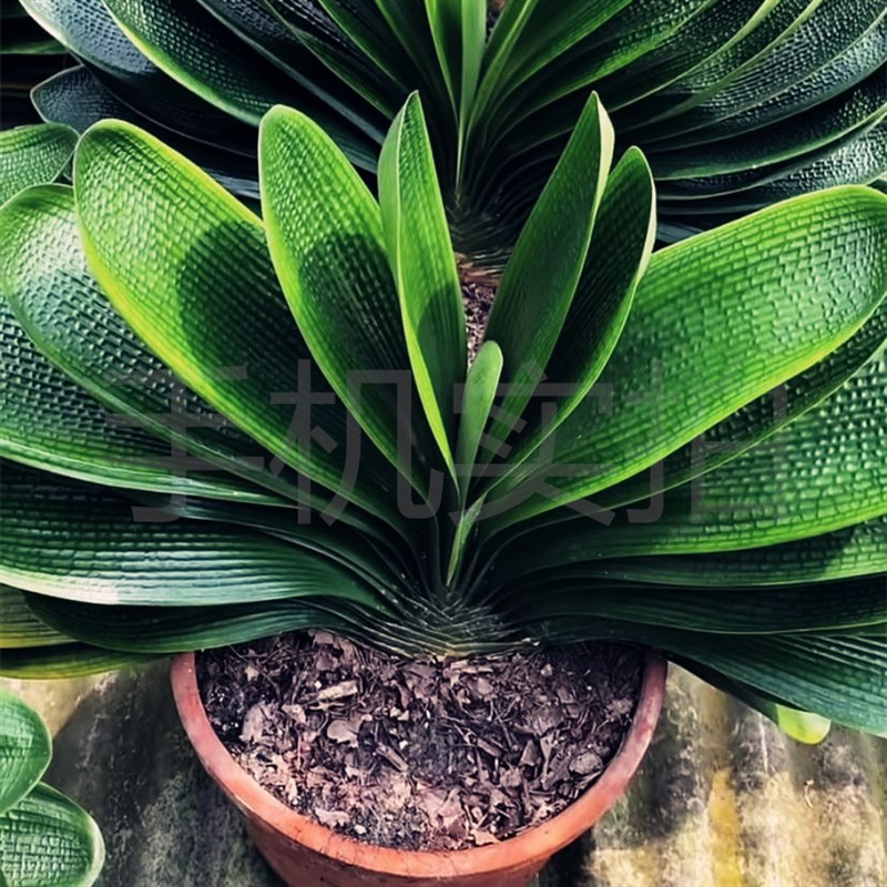 长春春匠君子兰圆头宽叶巨无霸粗筋麻脸和尚花卉绿植