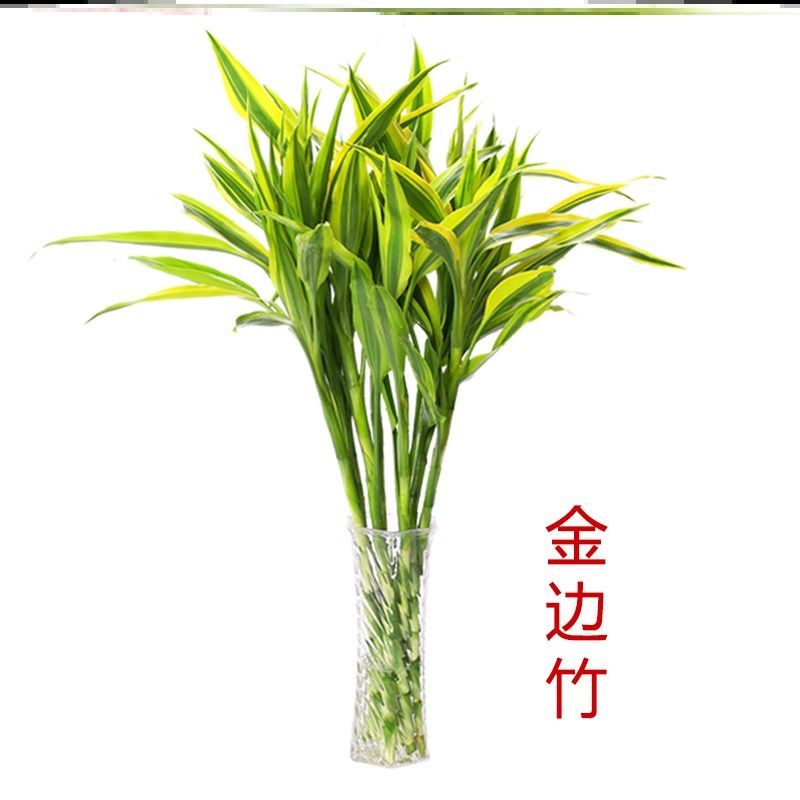 净化水养大叶竹净绿植室内竹水养花水培植物绿植