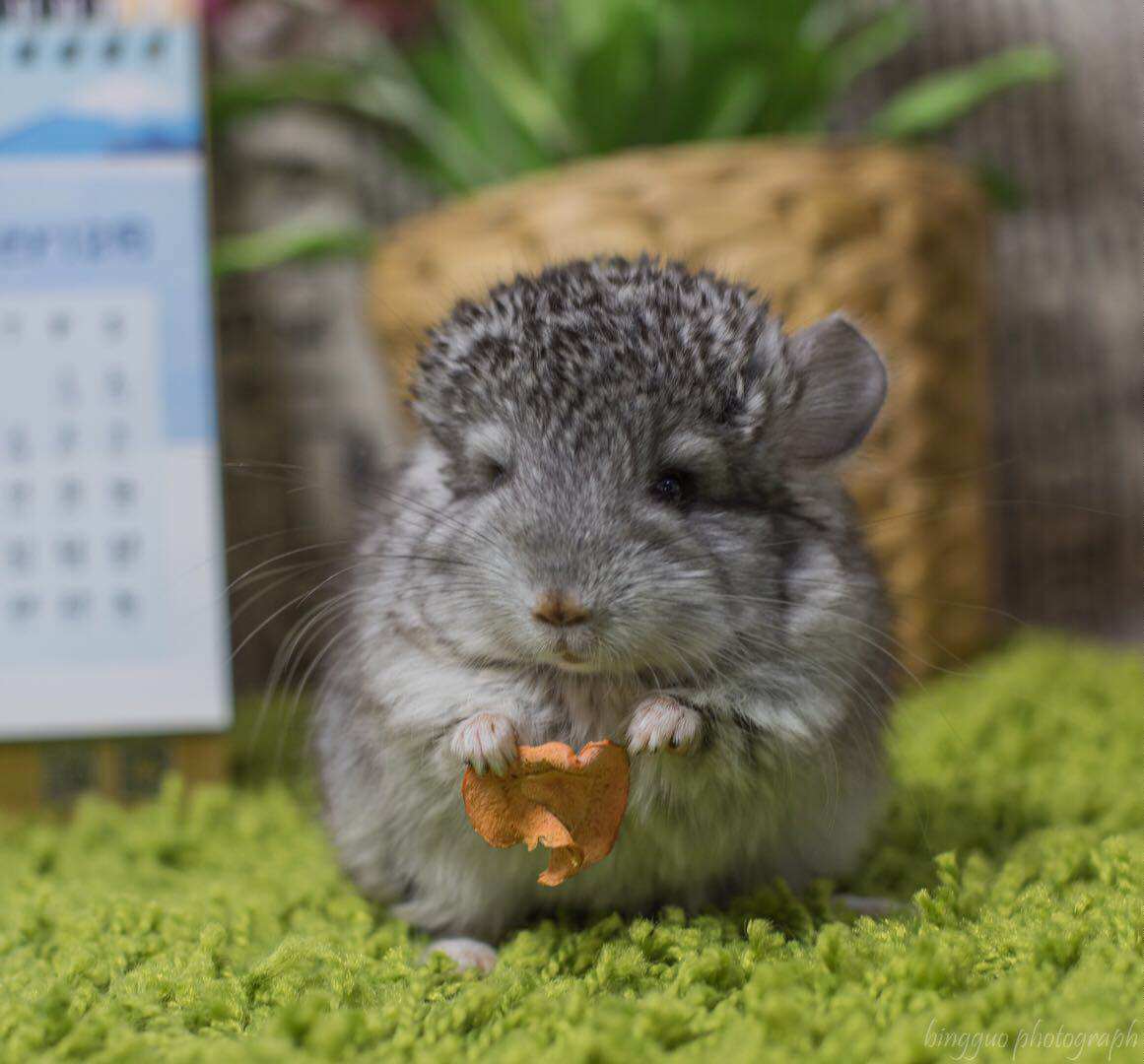 龙猫安哥拉长毛基因圆脸标灰活体龙猫