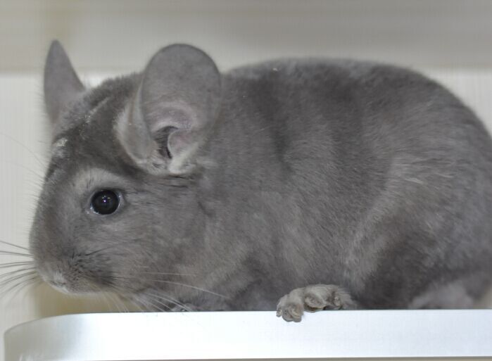 2代纯紫紫色活体龙猫dd售出留档龙猫