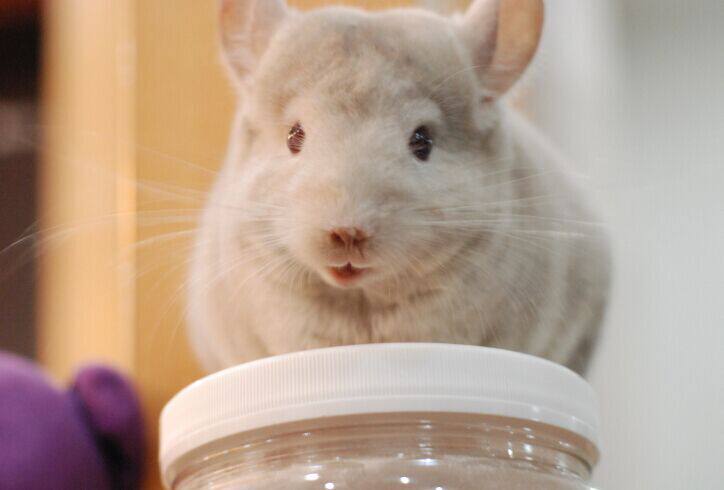 4个月金色活体龙猫dd出留档龙猫