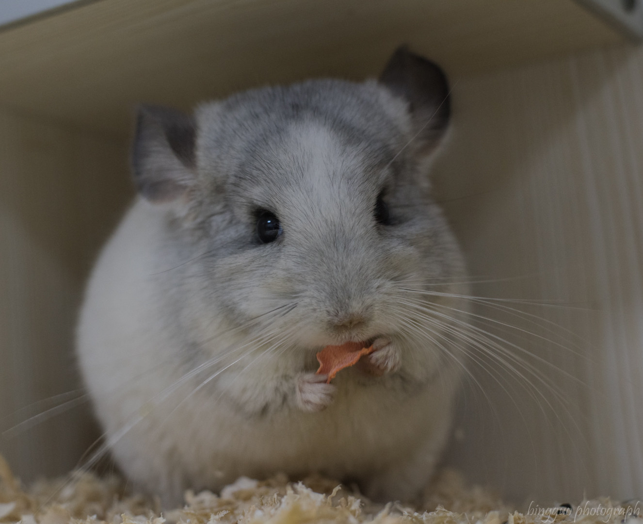 龙猫双满安哥拉长毛基因圆脸银斑妹妹售出留档龙猫