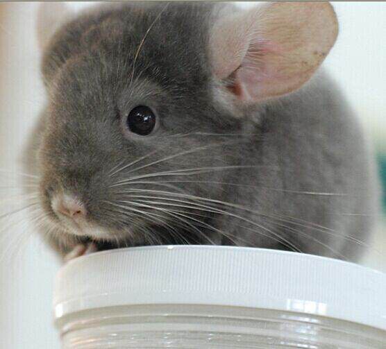 2个月深咖啡母活体龙猫(已出留档)