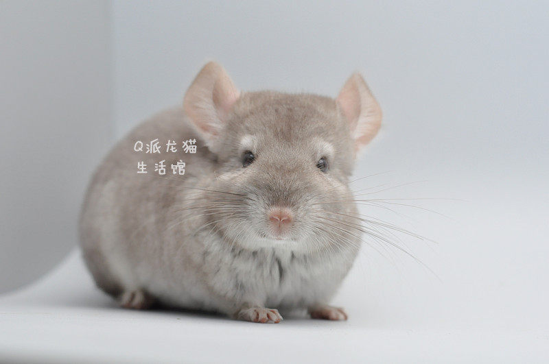 q派龙猫龙猫活体米色龙猫mm亲人可爱包建康售出留档