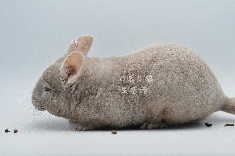 龙猫活体美国进口耳钉金咖色dd龙猫