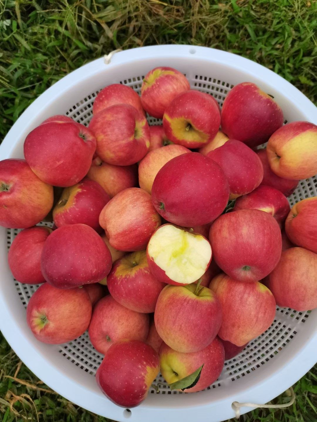 昭通苹果2001红富士糖心当季新鲜水果整箱箱包笔记本零部件