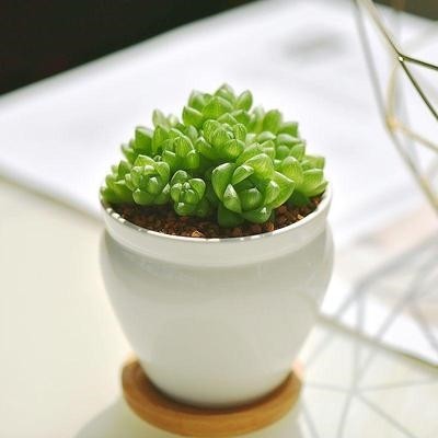 桌面萌肉老桩绿植盆栽小盆玉露卷属十二陶瓷多肉植物