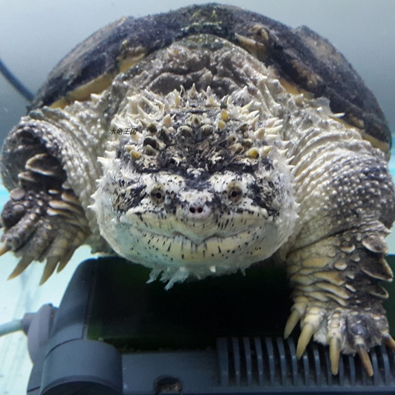 水龟王国原种纯佛暴刺佛北美小鳄龟大鳄龟野龟