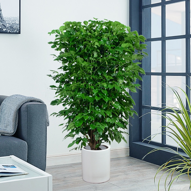 电视柜旁边绿植适合家里大颗好养室内轻奢禄植大型绿植