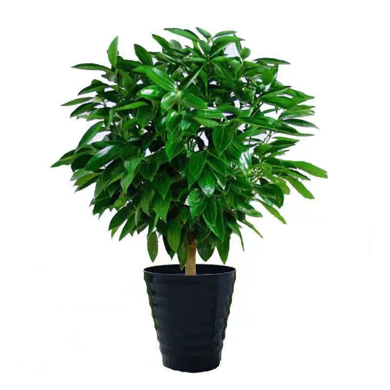 平安树植物叶植物易观容易非常客厅盆栽办公绿植绿植