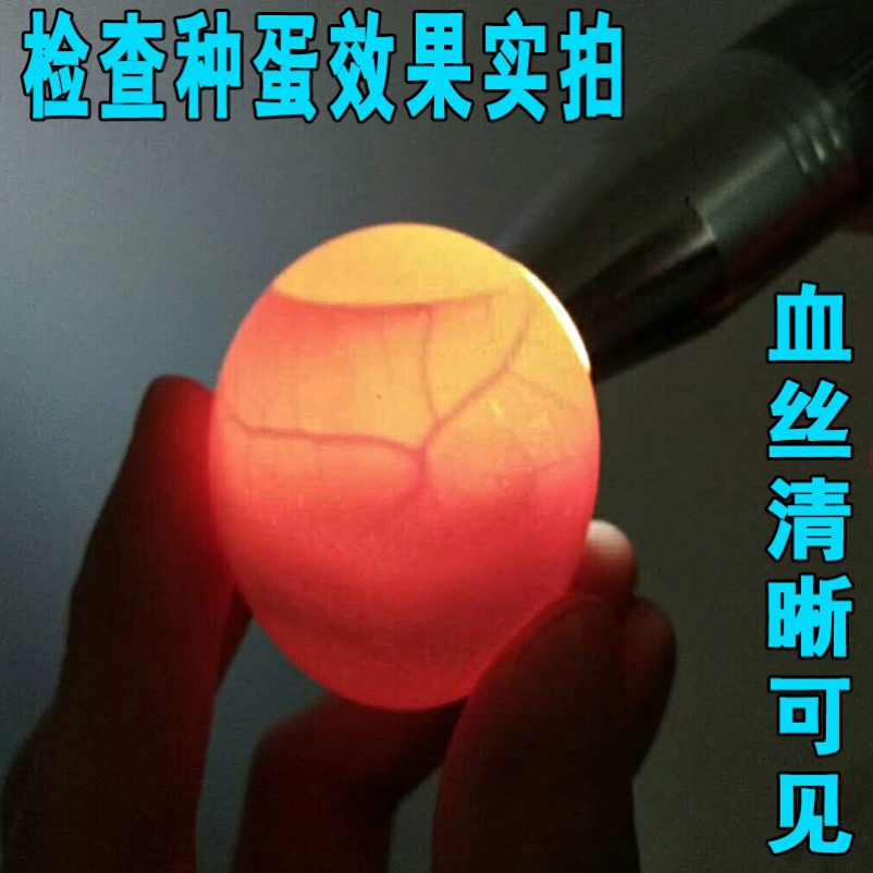 鸽蛋冷光鸟手电筒检验验蛋器鸟蛋孵化照蛋器检测冷光源孵化机孔雀