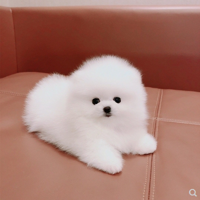 无偿领养纯种博美犬幼犬活体长不大茶杯犬可爱袖珍家养小型宠物狗