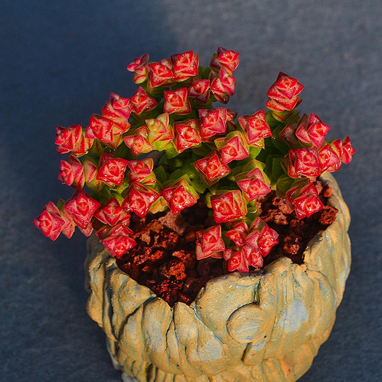 肉肉多肉物虹之玉群生老桩植物组合盆栽稀有多肉植物