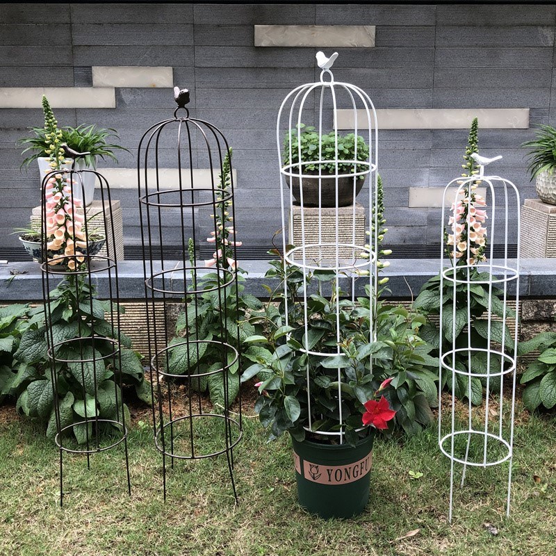 爬藤藤架金银金银花花架乌龟铁线莲蓝雪月季月季花花架
