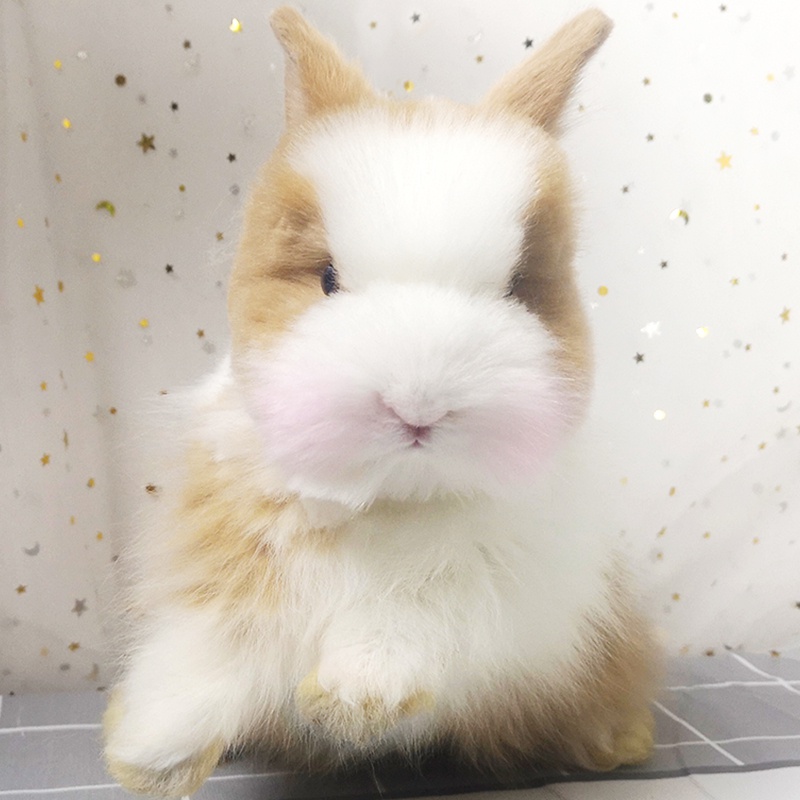 盖脸安哥拉兔兔子凤眼猫猫长毛兔活物纯种道奇活体包装护角