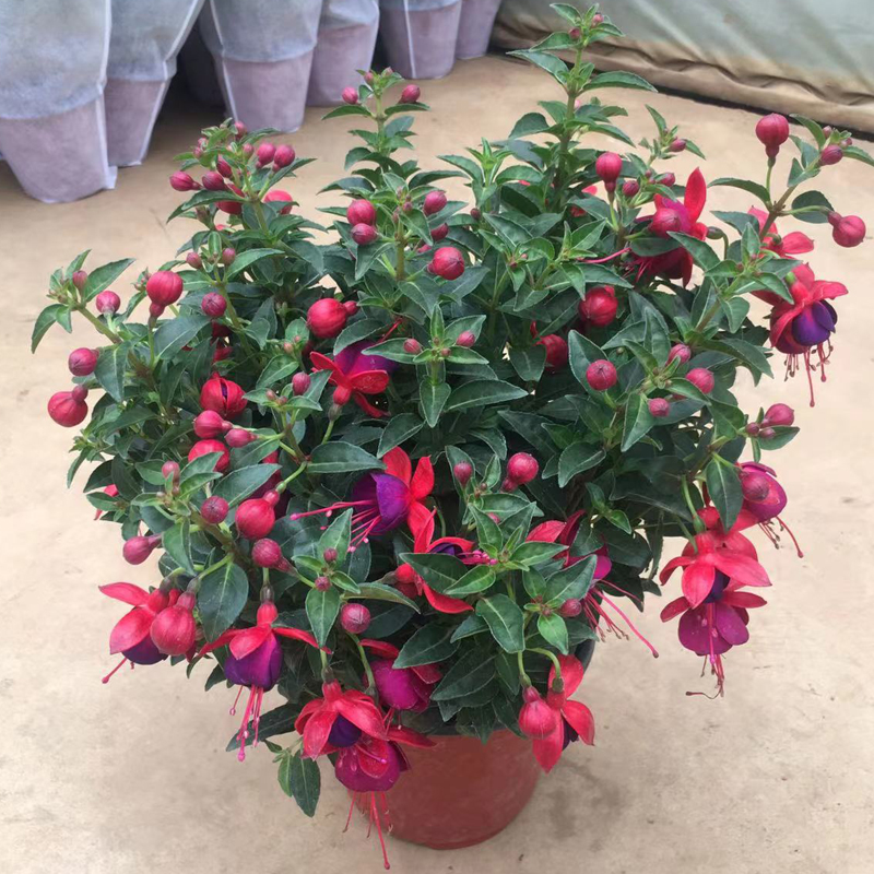 倒挂金钟盆栽灯笼花带花苞重瓣吊钟花阳台室内时令草本花卉