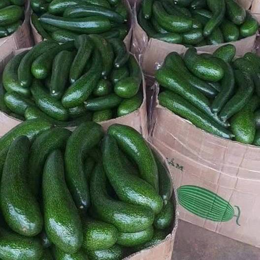 哈斯长条牛油新鲜水果稀有品种热带水果品质保证牛油果