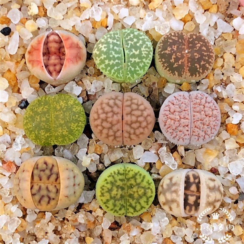 k套餐黄鸣盆栽非常容易日轮番屁a科绿紫勋杏股花花多肉生石玄植物