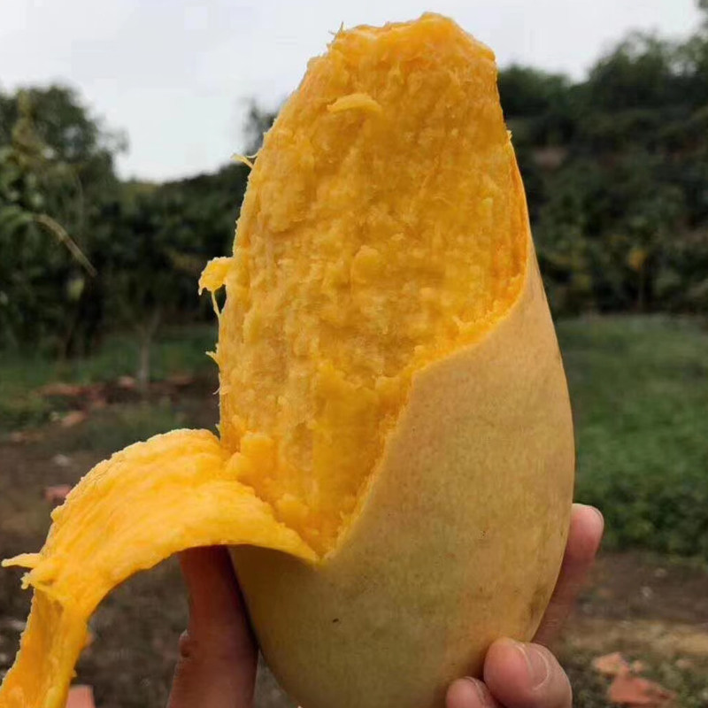 海南黄皮金煌芒果新鲜10斤大果整箱金黄芒热带水果当季青澳果包邮