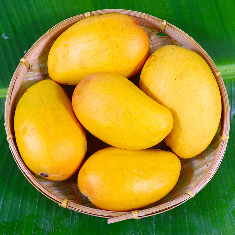 小台芒果海南5斤新鲜芒应当季水果现摘热带芒果