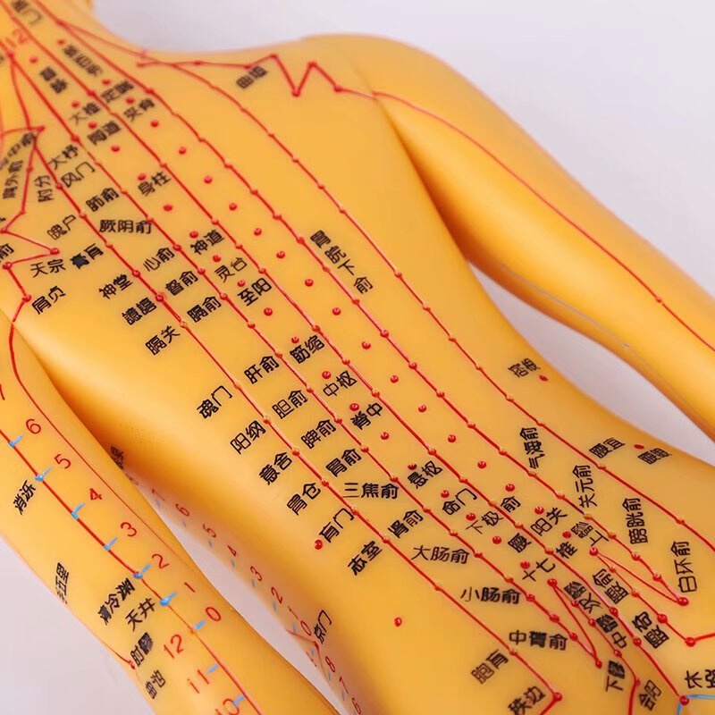 模型铜人人体假人针灸中医小人人身美术教学金属罐