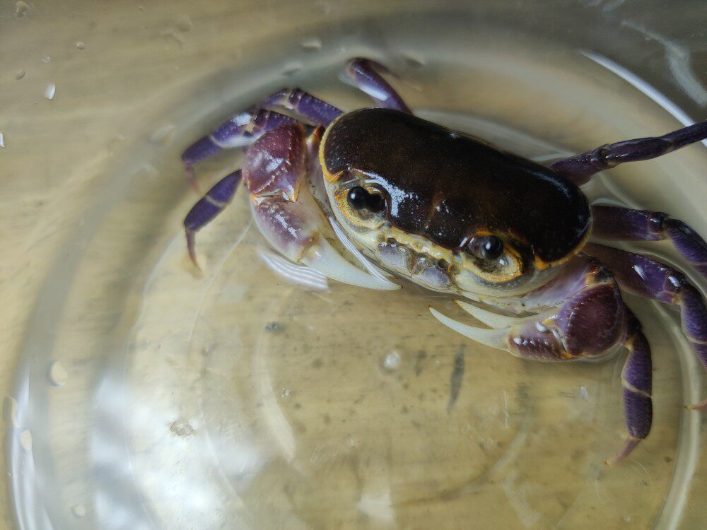 宠物海南府城溪蟹观赏性彷非仿溪螃蟹新手淡水鱼