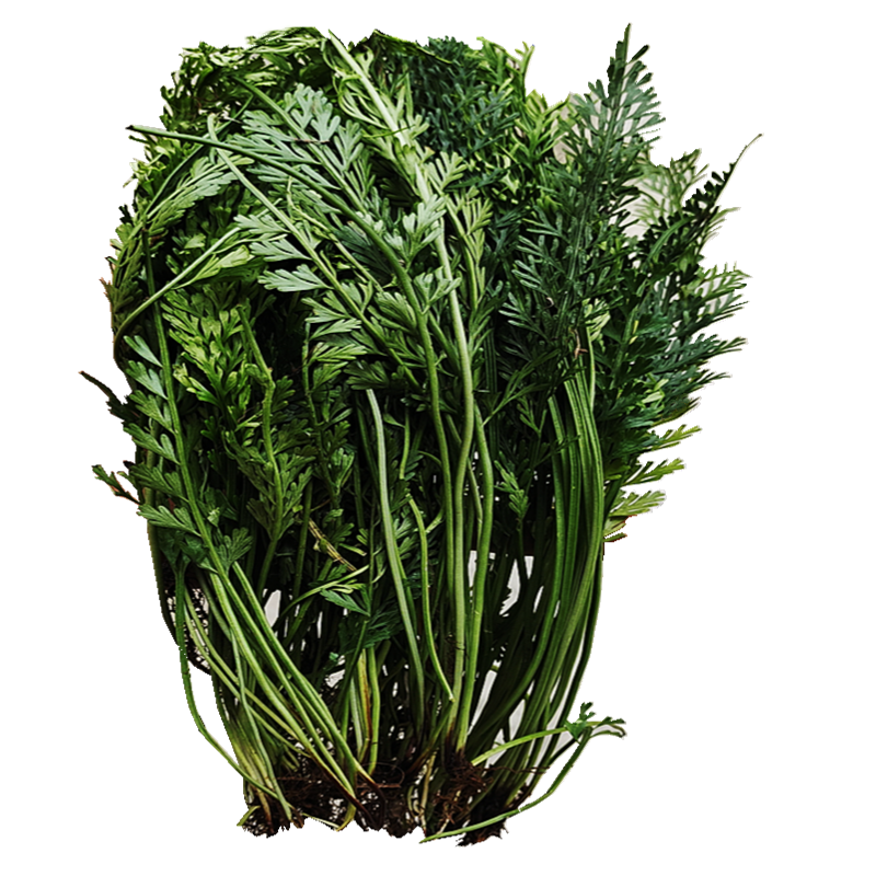 贵州草药长生生铁角蕨中药材仙人架桥姜公久新鲜其他药食同源食品