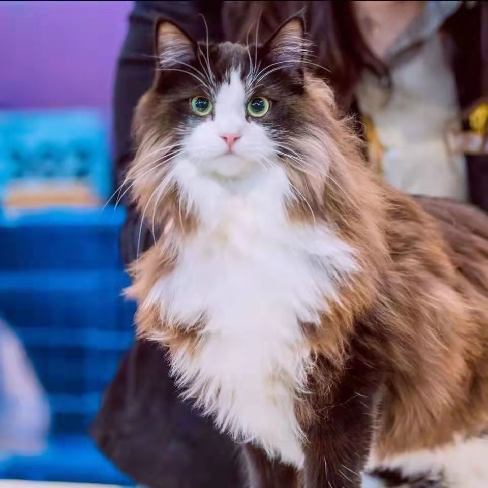 挪威森林猫猫猫咪缅因长毛狮子猫蓝眼三花狸花猫咪