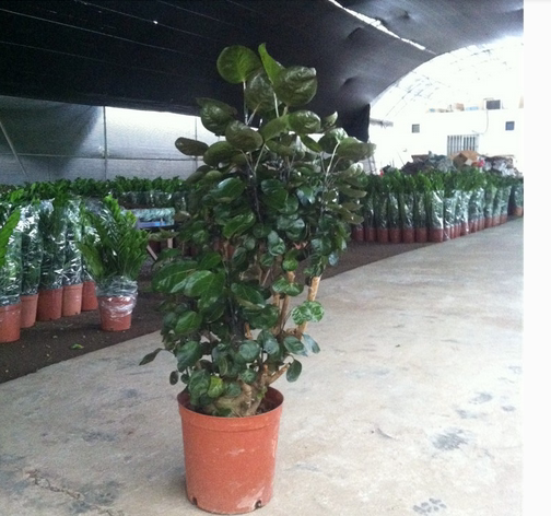 金钱盆栽圆叶福桐室内办公室客厅大型花卉绿植绿植