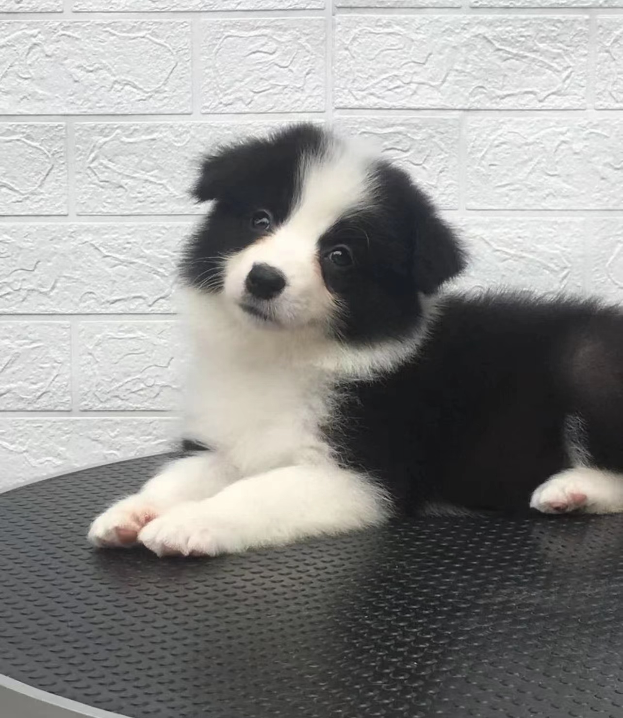 边境牧羊犬幼犬纯种陨石黑白大型网红犬舍血统狗狗