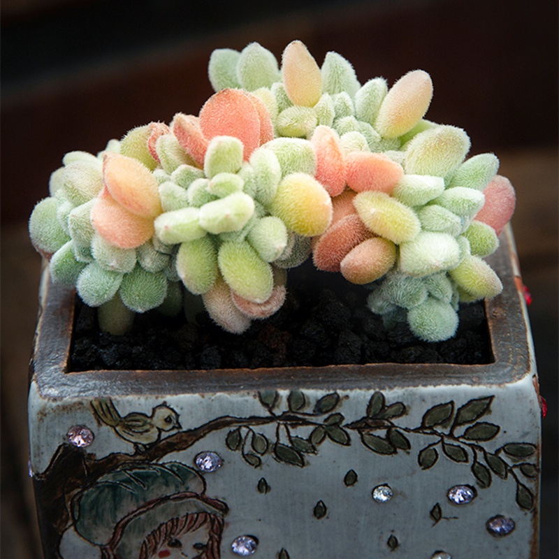 雪晃星缀化多一物一拍老桩超大清仓包邮群生多肉植物