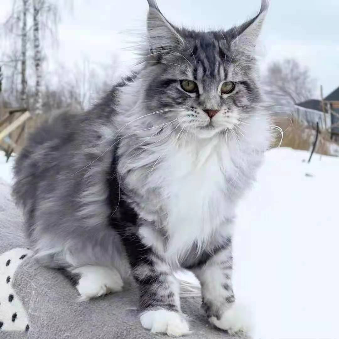 银虎斑缅因猫纯种缅因猫巨型西伯利亚森林猫长毛幼崽宠物猫咪活物