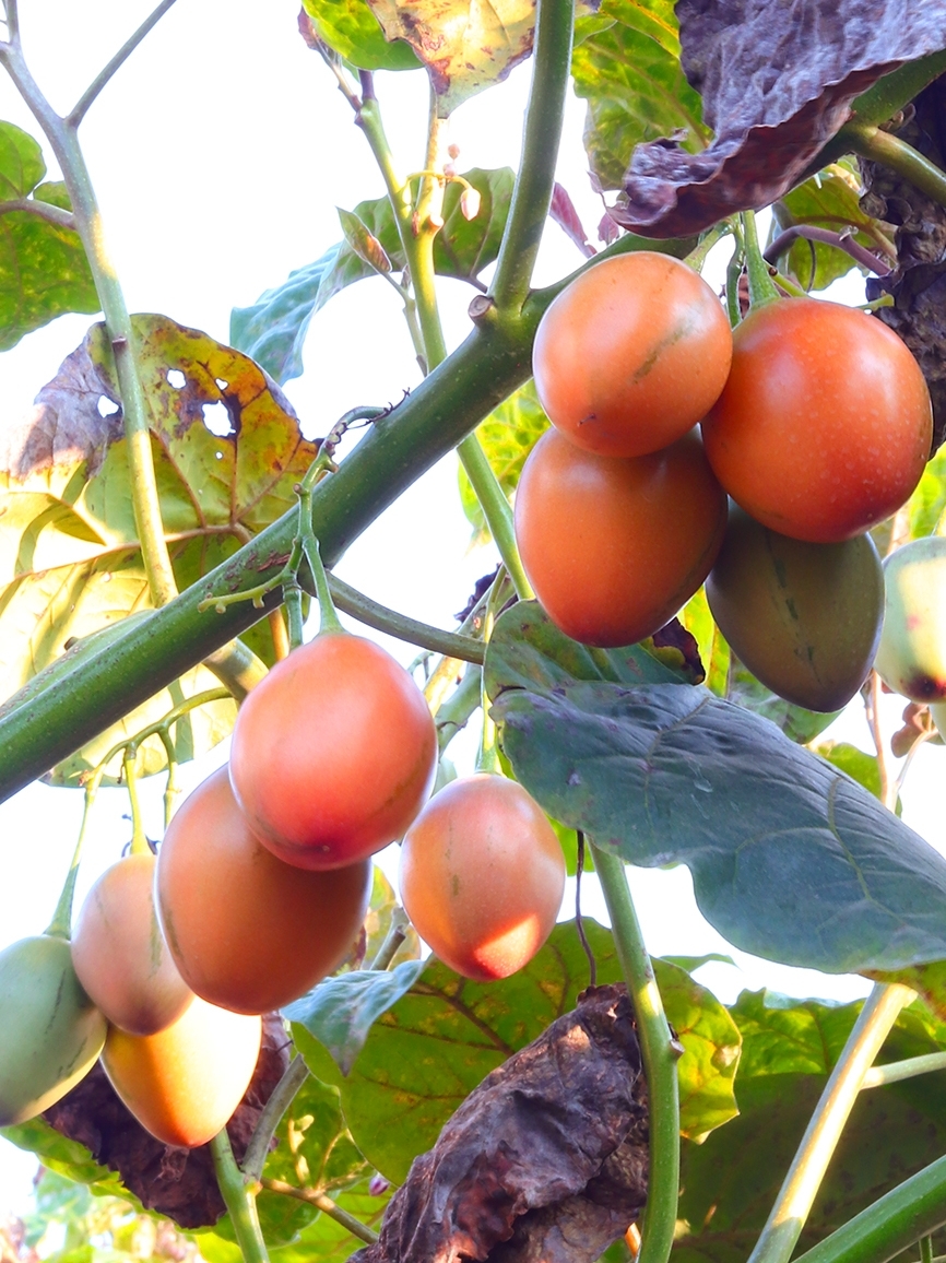 5斤树番茄新鲜洋酸茄大树番茄大果云南特产蔬菜水果西红柿树蕃茄 保山