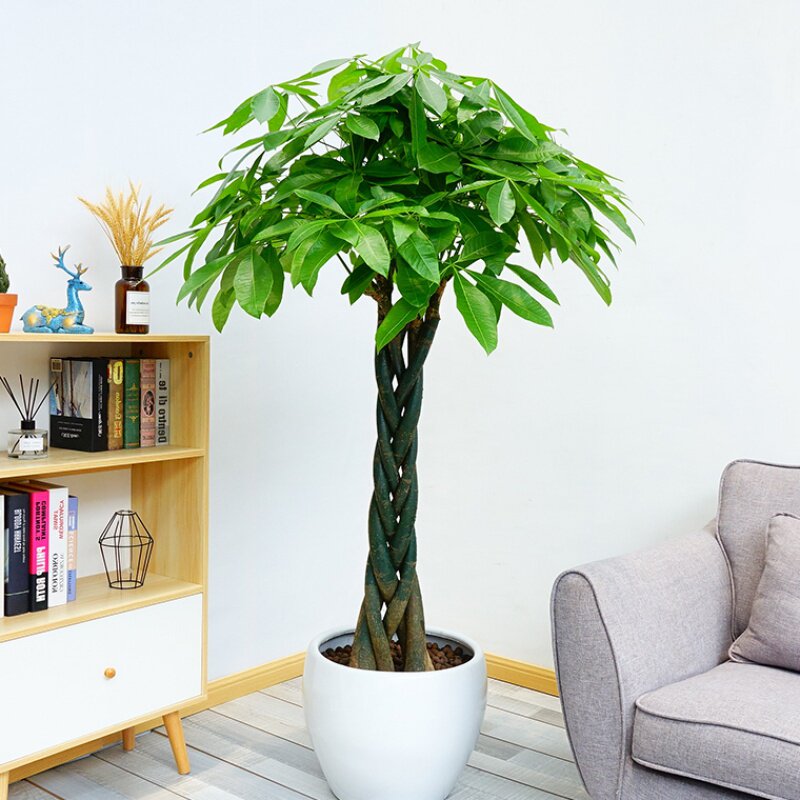 发财树盆栽大室内客厅办公室四季常青植物开业招财发才树大型绿植