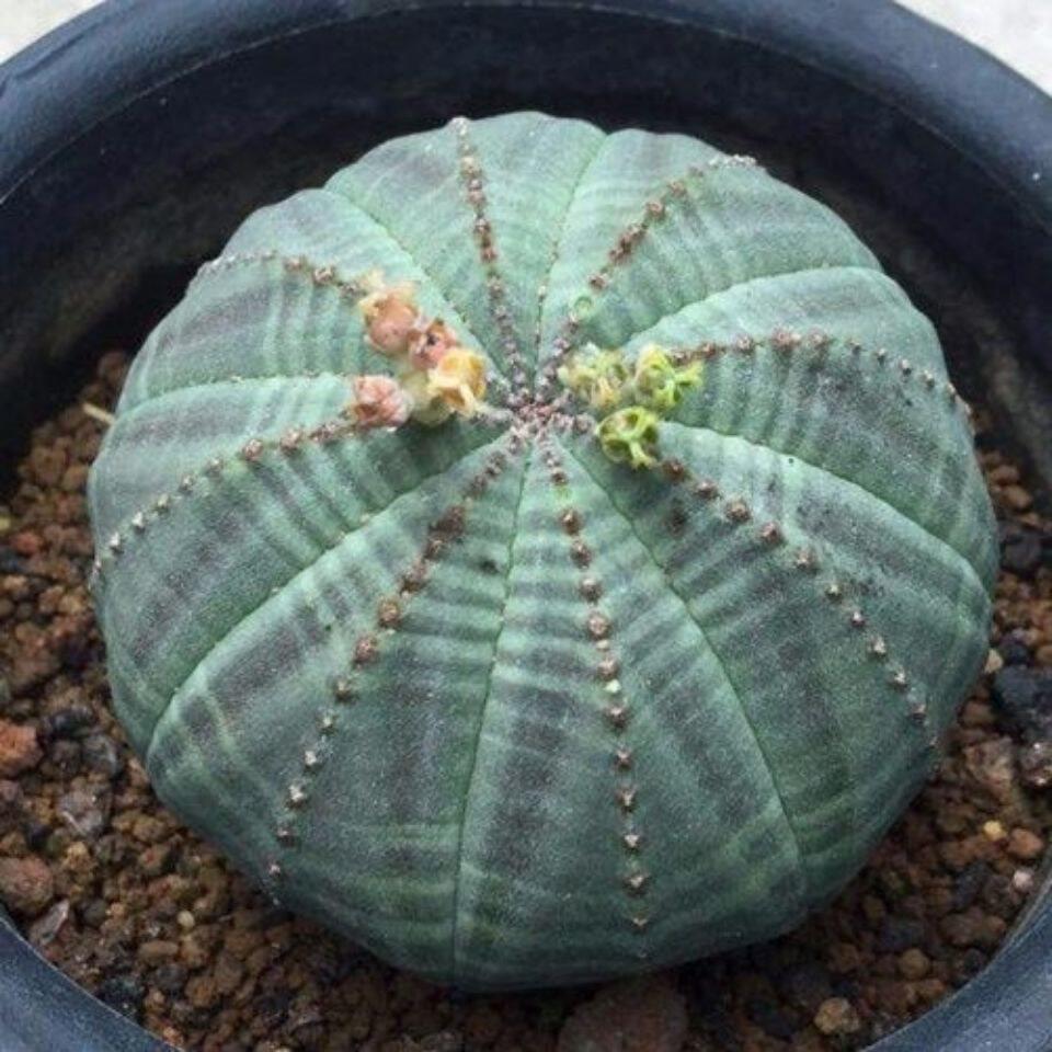 仙人球单头布纹西瓜兜自根室内绿植盆栽防辐射多肉多肉植物