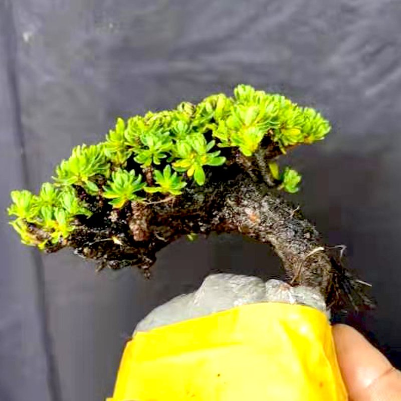 米叶橙黄瑞香带护心土发净化空气趣味书房办公室提神绿植