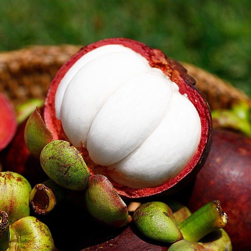 新鲜山竹顺丰包邮批10斤发水水果整箱当季广西山竹