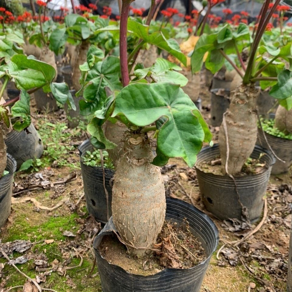 植物佛肚海棠大肚块根观赏给水易活控水易开花多肉植物