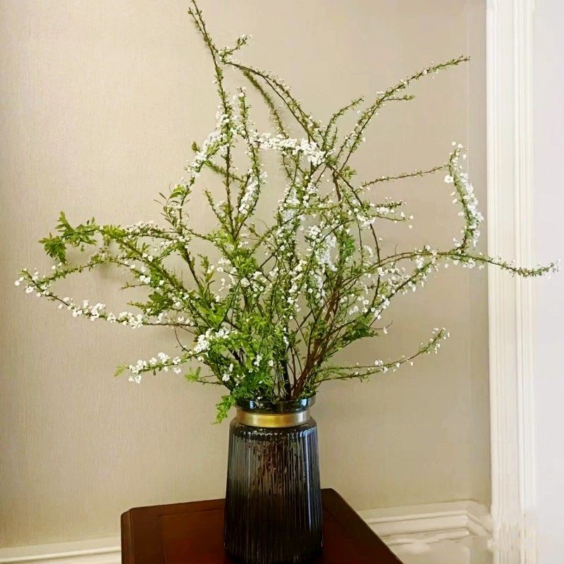 雪柳鲜枝水培干枝室内懒人绿植植物遇水养开绿植