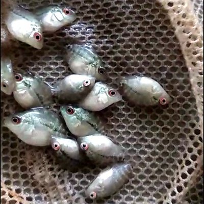 罗汉养活淡水鱼小型观赏鱼热带罗汉鱼马热带苗红头大鱼