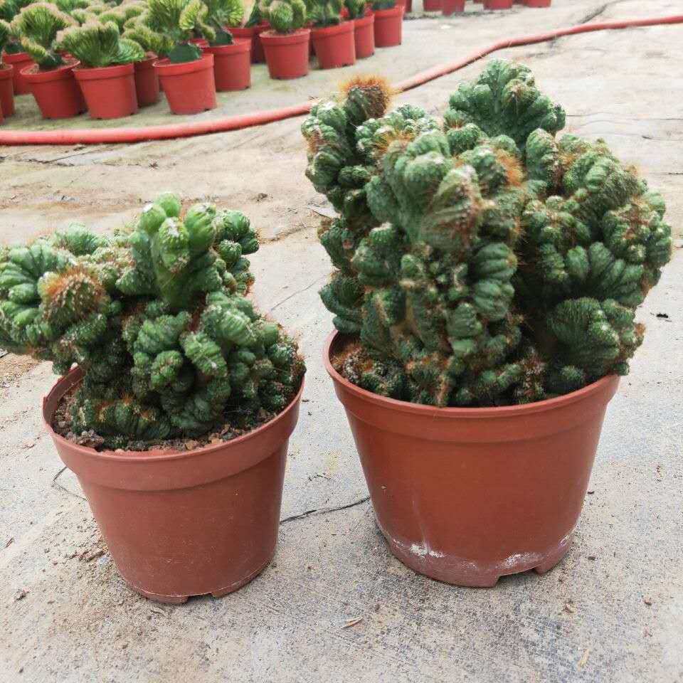 山影多肉花卉虎头山泰国非常易含盆盆栽植物仙人掌多肉植物