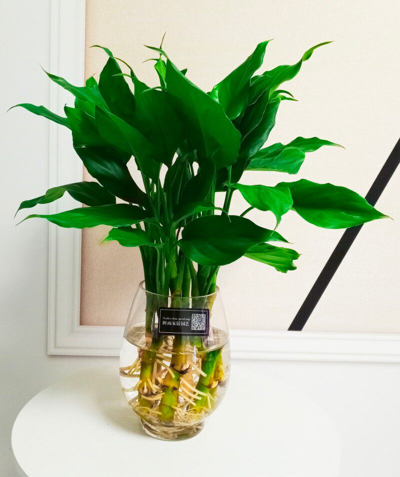 室内水养桌面绿植水培广东万年青耐寒好养四季绿植