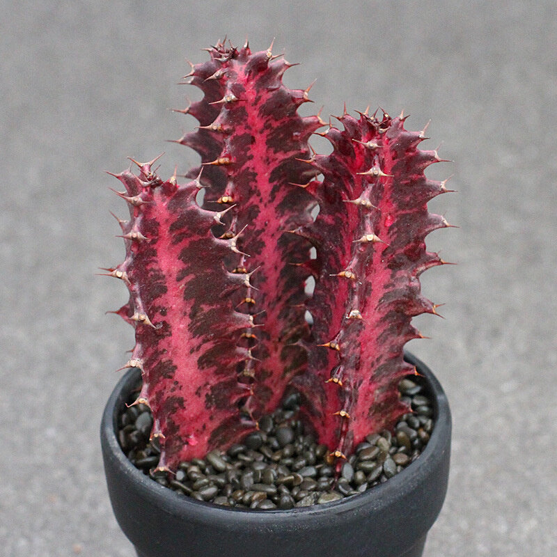 红龙龙骨大戟科多肉植物防辐射柱状仙人掌桌面绿植多肉植物