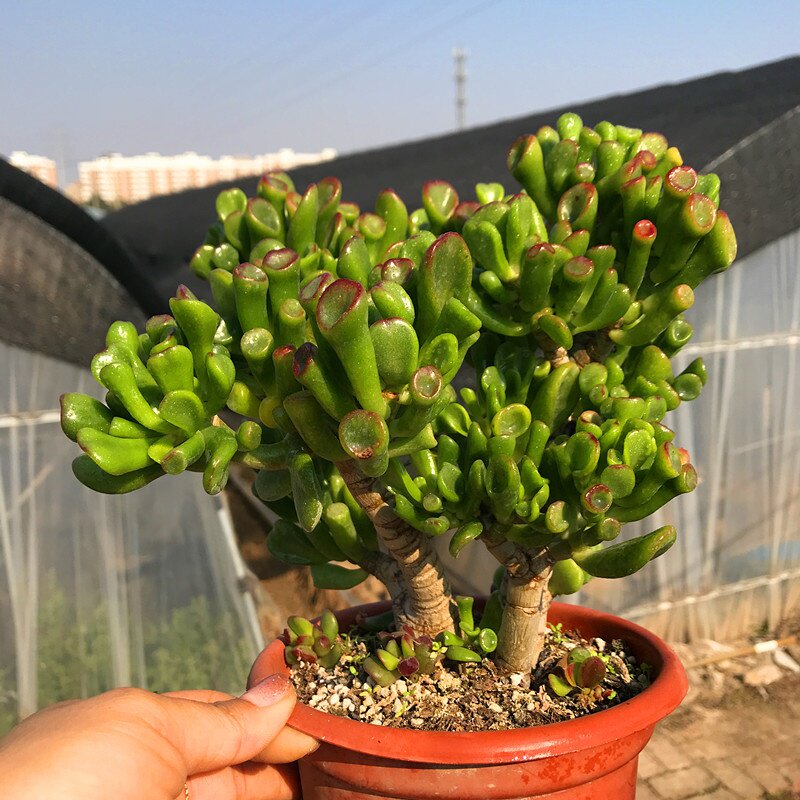 满额包邮超大6年吸财树老桩筒叶花月多肉植物多肉植物
