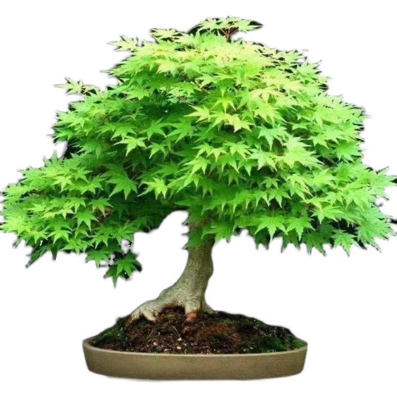 红枫盆栽日发4月植物花卉红叶盆景红苗四季时令草本花卉