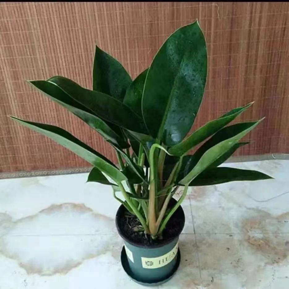 盆栽大叶金钻公主室内绿植花卉红钻蔓绿四季绿植