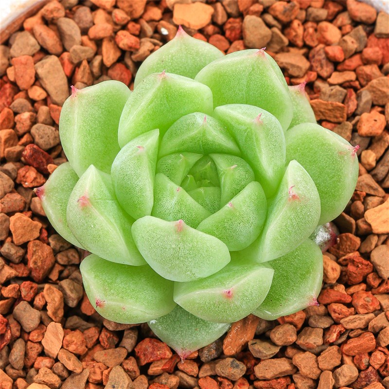 可捡慢悠花房精品多肉1003女王玫瑰新品杂交多肉植物