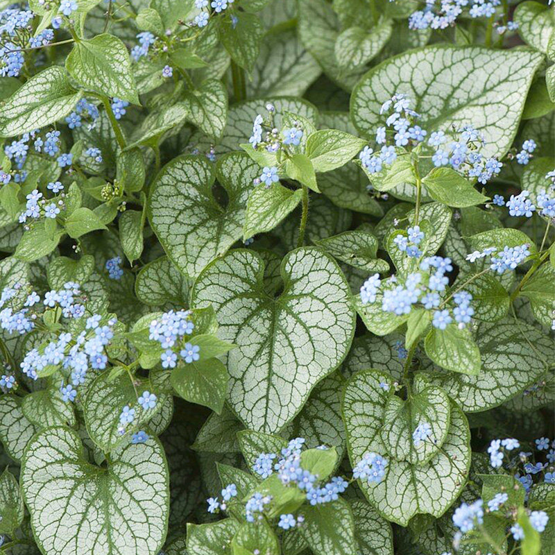 有寻植物 心叶牛舌草庭院阳台草本花卉彩叶盆栽耐寒地