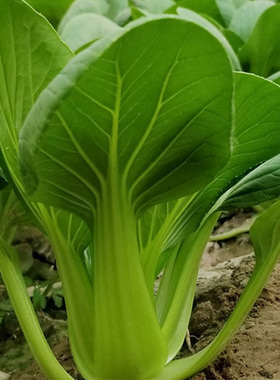 四季奶油小白菜上海青油菜籽鸡毛菜